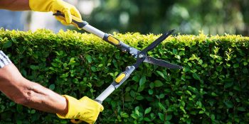 Hedge-trimming-900x600-GettyImages-1163739474